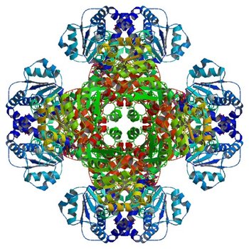 Crystal structure of tm0922, a fusion of a domain of unknown function and ADP/ATP-dependent NAD(P)H-hydrate dehydratase from Thermotoga maritima soaked with Adenosine-3'-5'-Diphosphate (3RTB)