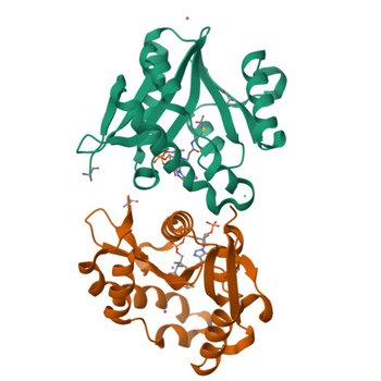 Crystal structure of GNAT superfamily acetyltransferase PA2271 from Pseudomonas aeruginosa (9CR5)